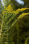 Canada goldenrod